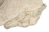 Fossil Oreodont Skull With Associated Bones #192542-12